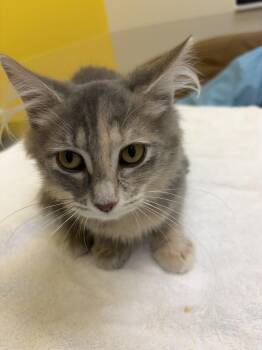Scully -  Domestic Long Hair Cat for Adoption in Raleigh, North Carolina - Scully | PetCurious