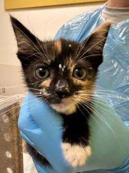 Eleanor -  Domestic Short Hair Cat for Adoption in Raleigh, North Carolina - Eleanor | PetCurious