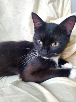 Maggie -  Domestic Short Hair Cat for Adoption in Gladwin, Michigan - Maggie | PetCurious