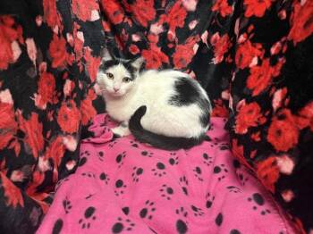 Domestic Short Hair Cats Available for Adoption - CLOVER | PetCurious