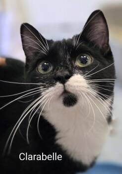 Clarabelle -  Domestic Short Hair Cat for Adoption in Colfax, Iowa - Clarabelle | PetCurious