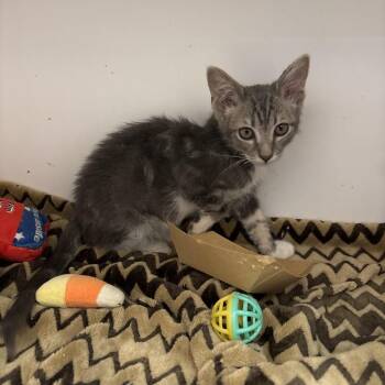 Jaq -  Domestic Short Hair Cat for Adoption in Kanab, Utah - Jaq | PetCurious