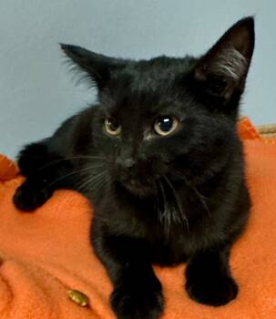 Rescue Domestic Short Hair Cats for Adoption in Waynesville, Missouri - Nori | PetCurious