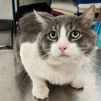 Georgie -  Domestic Short Hair Cat for Adoption in Las Cruces, New Mexico - Georgie | PetCurious