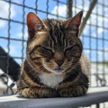 Layla -  Domestic Short Hair Cat for Adoption in Lakewood, Colorado - Layla | PetCurious