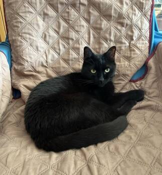 Domestic Short Hair Cats Available for Adoption in New York, New York - Onyx | PetCurious