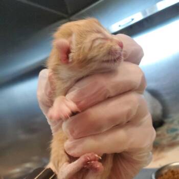 Astronaut -  Domestic Short Hair Cat for Adoption in Asheville, North Carolina - Astronaut | PetCurious