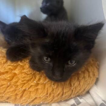 Nissan -  Domestic Medium Hair Cat for Adoption in Buellton, California - Nissan | PetCurious