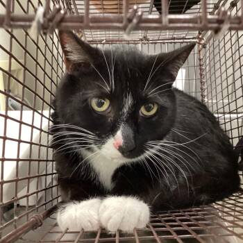 Tuxedo -  Domestic Short Hair Cat for Adoption in San Gabriel, California - Tuxedo | PetCurious