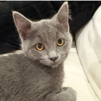 Rescue Domestic Short Hair Cats for Adoption in Laramie, Wyoming - Petunia | PetCurious