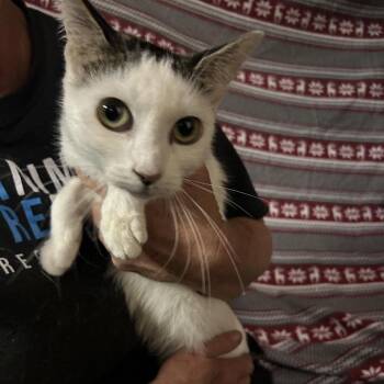Helsinki -  Domestic Short Hair Cat for Adoption in Hemet, California - Helsinki | PetCurious