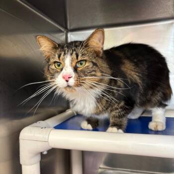 Kevin -  Maine Coon and Domestic Medium Hair Cat for Adoption in Galax, Virginia - Kevin | PetCurious