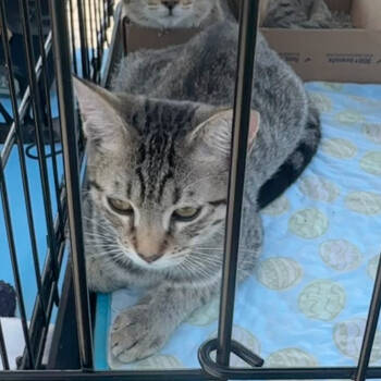 Rescue Domestic Short Hair Cats for Adoption in Greenfield, Indiana - Maple - Litter 2 Kitten 3 Male | PetCurious