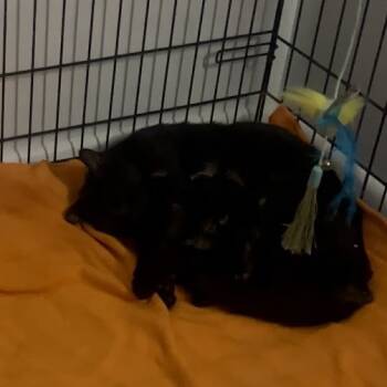 Rescue Domestic Short Hair Cats for Adoption in New York, New York - Albee | PetCurious