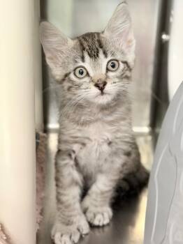 Eric -  Domestic Short Hair Cat for Adoption in Menomonie, Wisconsin - Eric | PetCurious