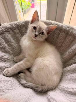 Oatmeal Cream Pie -  Siamese Cat for Adoption in Knoxville, Tennessee - Oatmeal Cream Pie | PetCurious