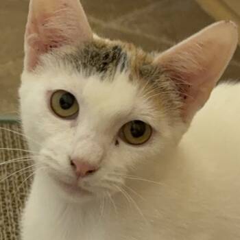 Rescue Domestic Short Hair Cats for Adoption in Austin, Texas - Lacy DHH | PetCurious
