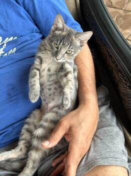 Gracie Face -  Domestic Short Hair Cat for Adoption in Wilmington, North Carolina - Gracie Face | PetCurious