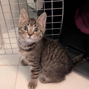 Adolin -  Domestic Short Hair Cat for Adoption in Fairfax Station, Virginia - Adolin | PetCurious