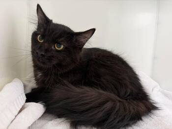 Domestic Medium Hair Cats Available for Adoption - Reed | PetCurious