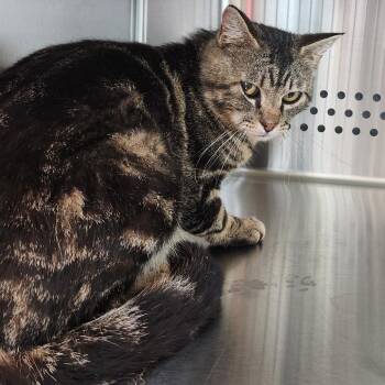 Barn cat -  Domestic Short Hair Cat for Adoption in Norman, Oklahoma - Barn Cat | PetCurious