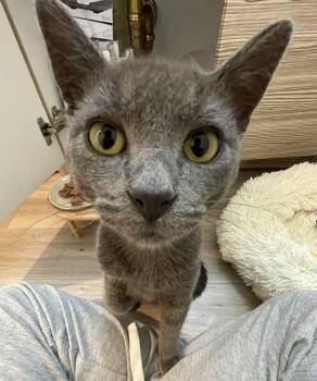 Domestic Short Hair and Russian Blue Cats Available for Adoption - George | PetCurious