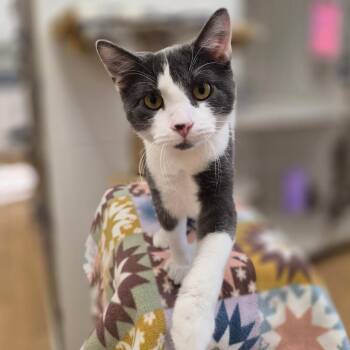 Pixie -  Domestic Short Hair Cat for Adoption in Woodstock, Illinois - Pixie | PetCurious