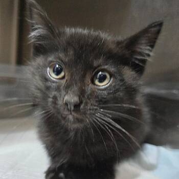 Yao -  Domestic Short Hair Cat for Adoption in Quincy, Ohio - Yao | PetCurious