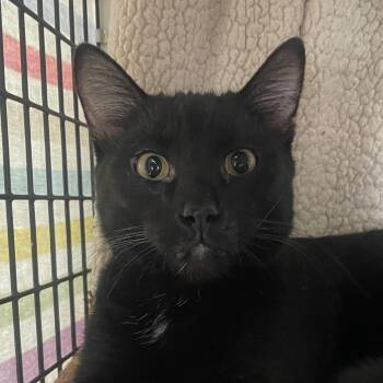 Domestic Short Hair Cats Available for Adoption - Zuko | PetCurious
