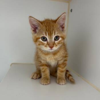 Zen -  Domestic Short Hair Cat for Adoption in Clavet, Saskatchewan - Zen | PetCurious