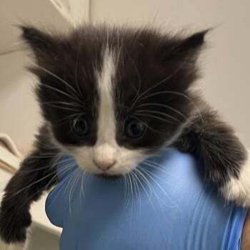 71281 -  Domestic Short Hair Cat for Adoption in Harrisonburg, Virginia - 71281 | PetCurious