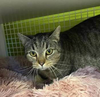 Jezebel -  Domestic Short Hair Cat for Adoption in Kansas City, Missouri - Jezebel | PetCurious