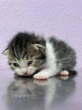 Domestic Short Hair Cats Available for Adoption in El Paso, Texas - 60741274 | PetCurious