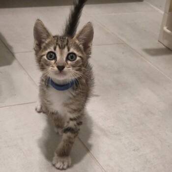 Gnocchi -  Domestic Short Hair Cat for Adoption in Houston, Texas - Gnocchi | PetCurious