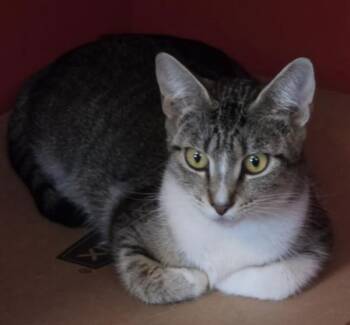 Starch -  Domestic Short Hair Cat for Adoption in Vancouver, Washington - Starch | PetCurious