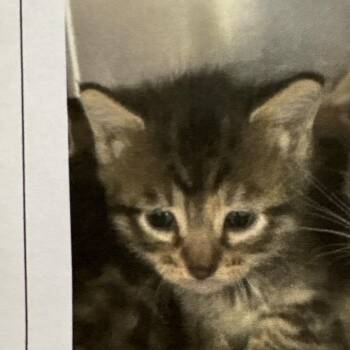 Rarity -  Domestic Short Hair Cat for Adoption in Bentonville, Arkansas - Rarity | PetCurious