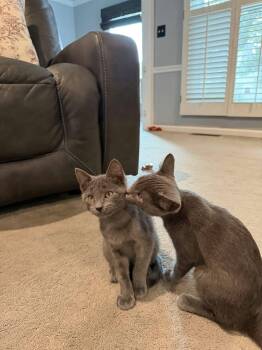 Rocky & Rubble -  Domestic Short Hair Cat for Adoption in Overland Park, Kansas - Rocky & Rubble | PetCurious