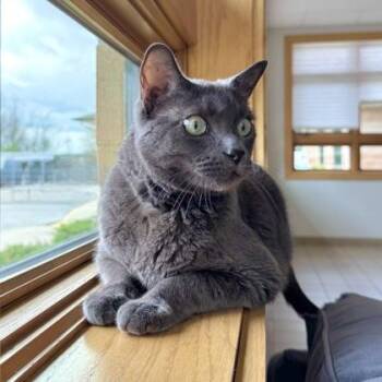 Sgt. Pepper -  Domestic Short Hair Cat for Adoption in Traverse City, Michigan - Sgt. Pepper | PetCurious
