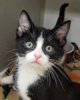 Domestic Short Hair Cats Available for Adoption in Grayslake, Illinois - Jon Snow | PetCurious