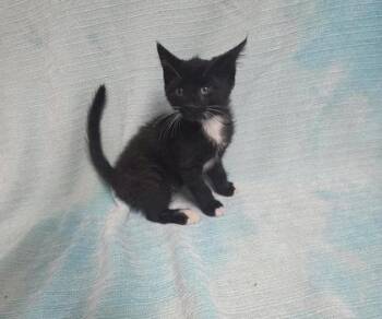 Apple -  Domestic Short Hair Cat for Adoption in Sullivan, Indiana - Apple | PetCurious