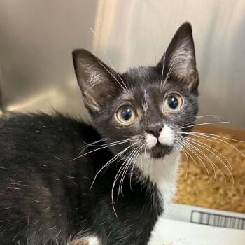 Dottie -  Domestic Short Hair Cat for Adoption in Canton, North Carolina - Dottie | PetCurious