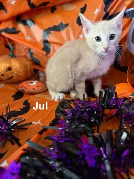 Jul -  Tabby Cat for Adoption in Deltona, Florida - Jul | PetCurious
