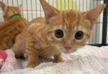 STAR -  Domestic Short Hair Cat for Adoption in Peoria, Illinois - STAR | PetCurious