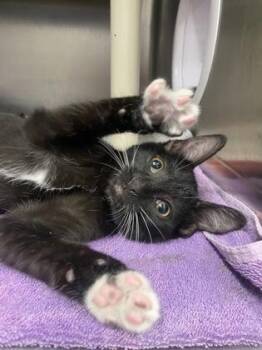 Hunter`s Moon -  Domestic Short Hair Cat for Adoption in Hobart, Indiana - Hunter`s Moon | PetCurious
