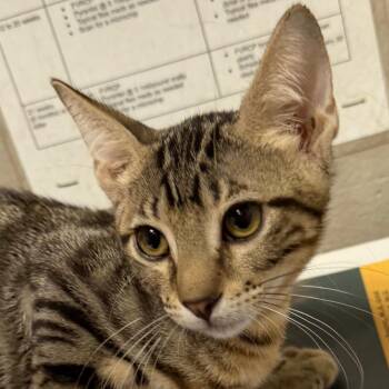 Stripes -  Domestic Short Hair Cat for Adoption in Yuma, Arizona - Stripes | PetCurious