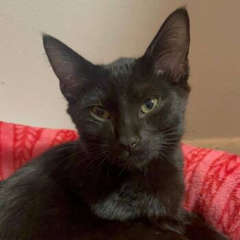 Leonardo -  Domestic Short Hair Cat for Adoption in Chicago, Illinois - Leonardo | PetCurious