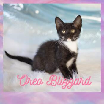 Oreo Blizzard -  Domestic Short Hair Cat for Adoption in Brownsboro, Alabama - Oreo Blizzard | PetCurious