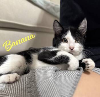Rescue Tuxedo and Domestic Short Hair Cats for Adoption in Houston, Texas - Banana #brother-of-Apple | PetCurious