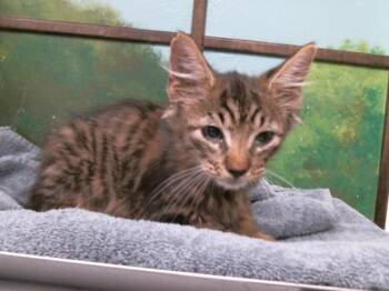 TWIZLER -  Domestic Short Hair Cat for Adoption in Houston, Texas - TWIZLER | PetCurious