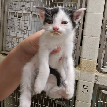 Benny -  Domestic Short Hair Cat for Adoption in Bristol, Indiana - Benny | PetCurious
